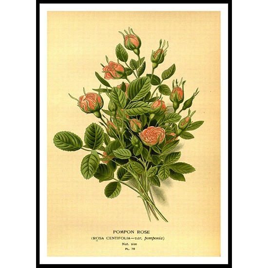 Vintage Flower - 41, A New Print Of a Vintage Flower Poster