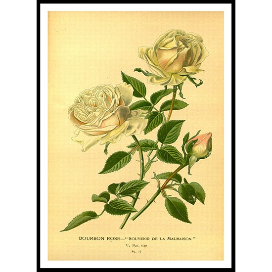 Vintage Flower - 42, A New Print Of a Vintage Flower Poster