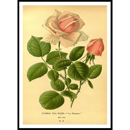 Vintage Flower - 43, A New Print Of a Vintage Flower Poster