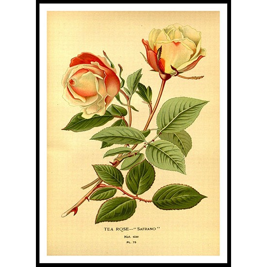 Vintage Flower - 44, A New Print Of a Vintage Flower Poster