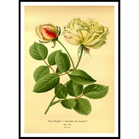 Vintage Flower - 45, A New Print Of a Vintage Flower Poster