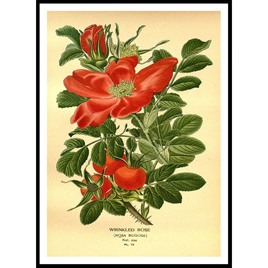 Vintage Flower - 46, A New Print Of a Vintage Flower Poster