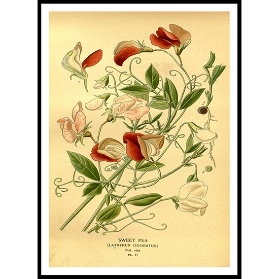 Vintage Flower - 48, A New Print Of a Vintage Flower Poster