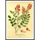 Vintage Flower - 51, A New Print Of a Vintage Flower Poster