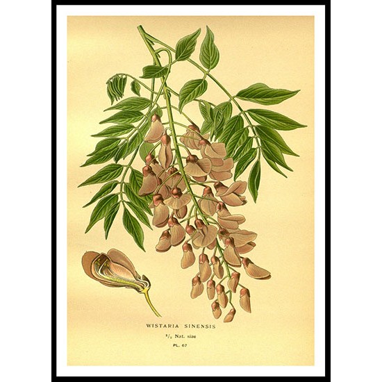 Vintage Flower - 52, A New Print Of a Vintage Flower Poster