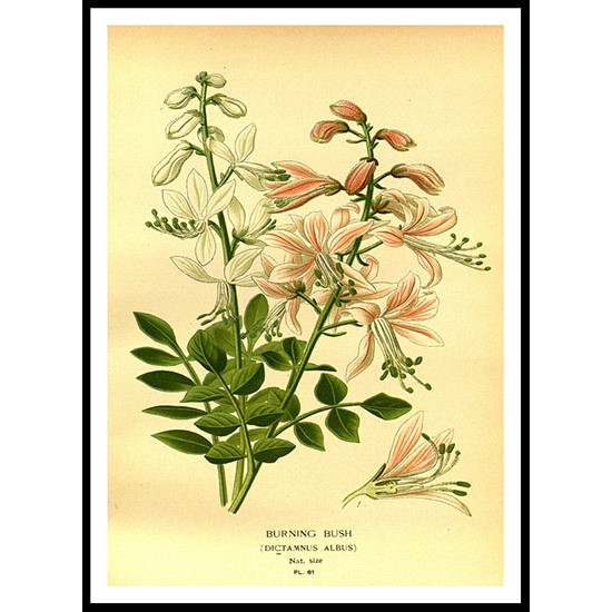 Vintage Flower - 58, A New Print Of a Vintage Flower Poster