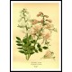 Vintage Flower - 58, A New Print Of a Vintage Flower Poster