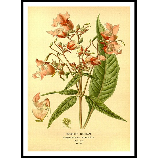 Vintage Flower - 59, A New Print Of a Vintage Flower Poster