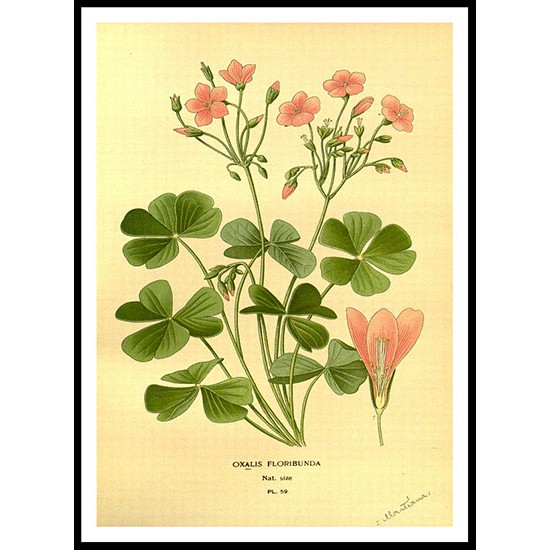 Vintage Flower - 60, A New Print Of a Vintage Flower Poster