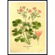 Vintage Flower - 60, A New Print Of a Vintage Flower Poster