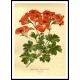 Vintage Flower - 62, A New Print Of a Vintage Flower Poster