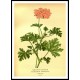 Vintage Flower - 63, A New Print Of a Vintage Flower Poster