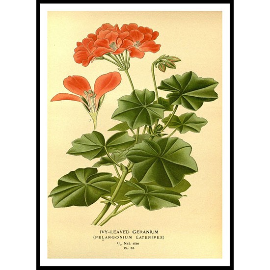 Vintage Flower - 64, A New Print Of a Vintage Flower Poster