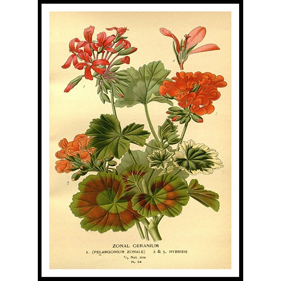 Vintage Flower - 65, A New Print Of a Vintage Flower Poster