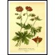 Vintage Flower - 66, A New Print Of a Vintage Flower Poster