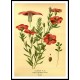 Vintage Flower - 67, A New Print Of a Vintage Flower Poster