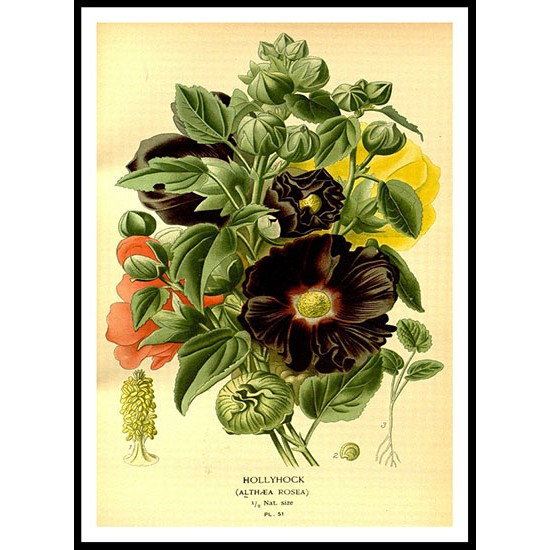 Vintage Flower - 68, A New Print Of a Vintage Flower Poster