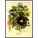 Vintage Flower - 68, A New Print Of a Vintage Flower Poster