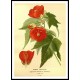 Vintage Flower - 69, A New Print Of a Vintage Flower Poster