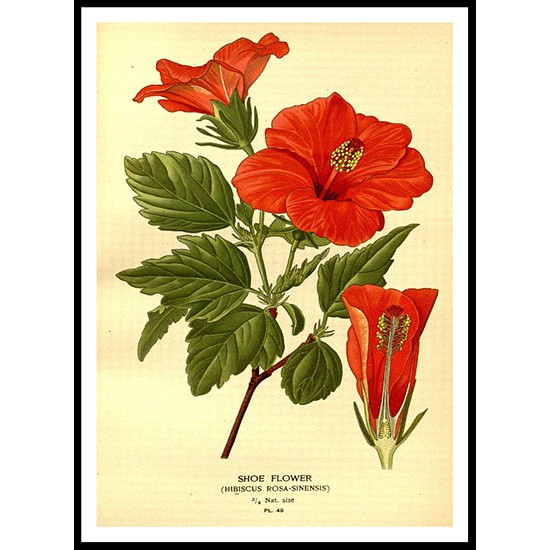 Vintage Flower - 70, A New Print Of a Vintage Flower Poster