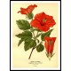 Vintage Flower - 70, A New Print Of a Vintage Flower Poster