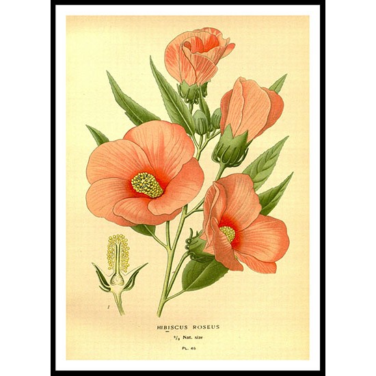 Vintage Flower - 71, A New Print Of a Vintage Flower Poster