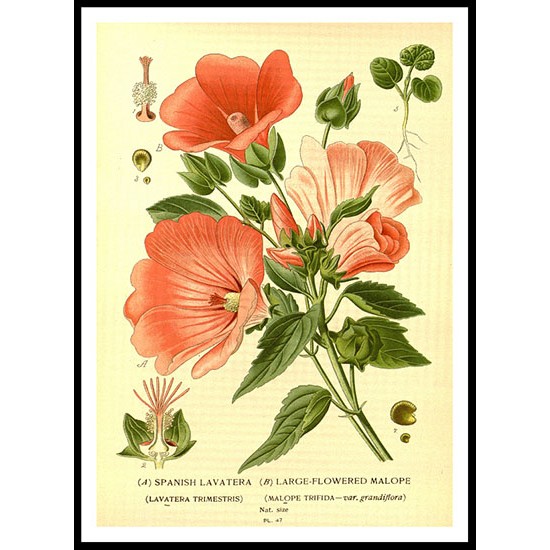 Vintage Flower - 72, A New Print Of a Vintage Flower Poster