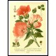 Vintage Flower - 72, A New Print Of a Vintage Flower Poster