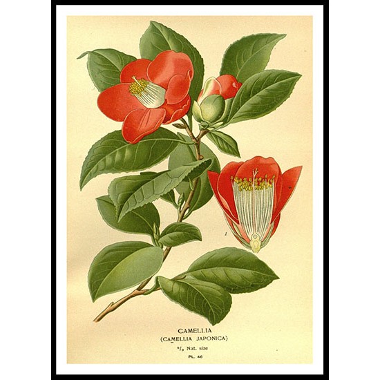 Vintage Flower - 73, A New Print Of a Vintage Flower Poster