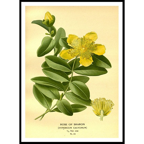 Vintage Flower - 74, A New Print Of a Vintage Flower Poster