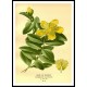 Vintage Flower - 74, A New Print Of a Vintage Flower Poster