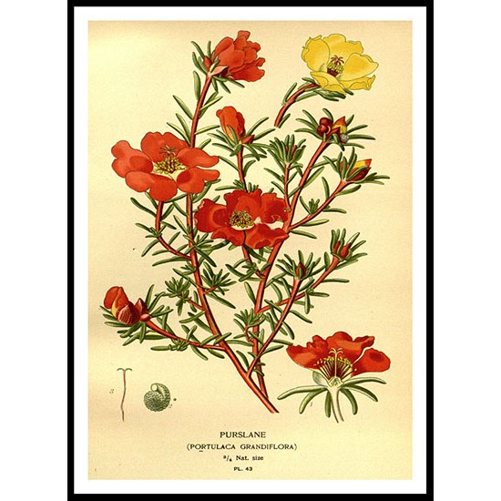 Vintage Flower - 76, A New Print Of a Vintage Flower Poster