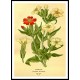 Vintage Flower - 78, A New Print Of a Vintage Flower Poster