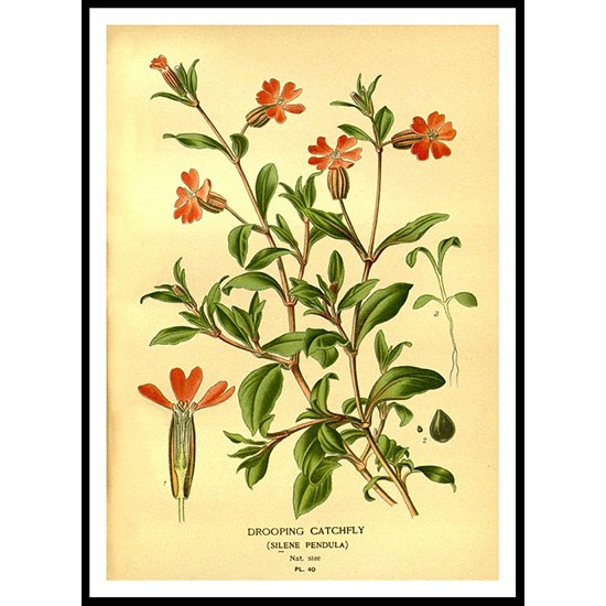 Vintage Flower - 79, A New Print Of a Vintage Flower Poster