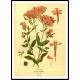 Vintage Flower - 80, A New Print Of a Vintage Flower Poster