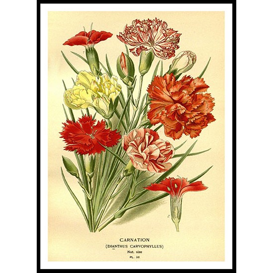 Vintage Flower - 83, A New Print Of a Vintage Flower Poster