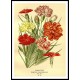 Vintage Flower - 83, A New Print Of a Vintage Flower Poster