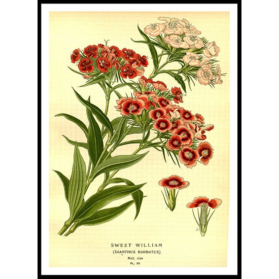 Vintage Flower - 84, A New Print Of a Vintage Flower Poster