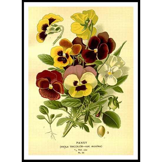 Vintage Flower - 86, A New Print Of a Vintage Flower Poster