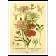 Vintage Flower - 89, A New Print Of a Vintage Flower Poster