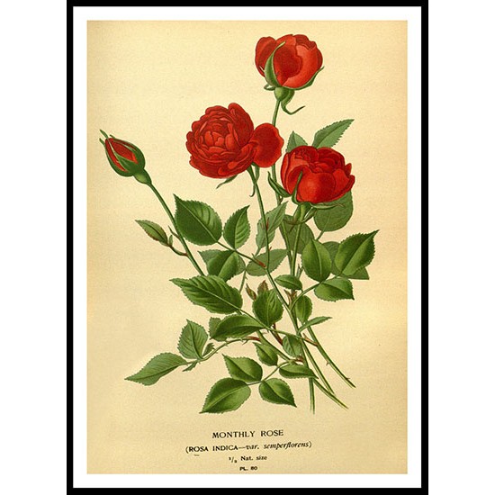 Vintage Flower - 91, A New Print Of a Vintage Flower Poster