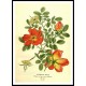 Vintage Flower - 93, A New Print Of a Vintage Flower Poster