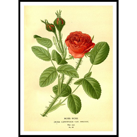 Vintage Flower - 94, A New Print Of a Vintage Flower Poster