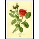 Vintage Flower - 94, A New Print Of a Vintage Flower Poster