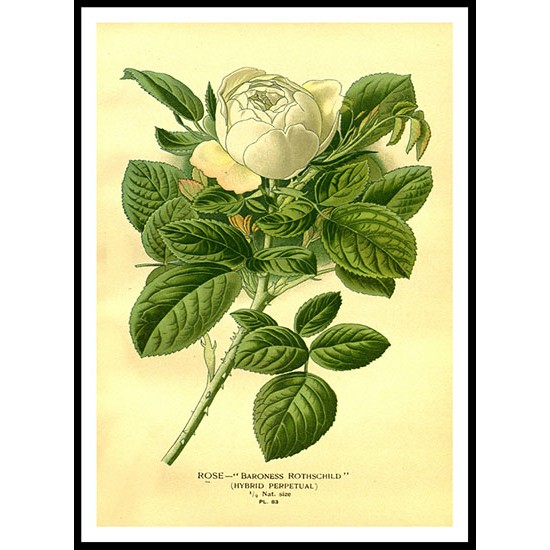 Vintage Flower - 95, A New Print Of a Vintage Flower Poster