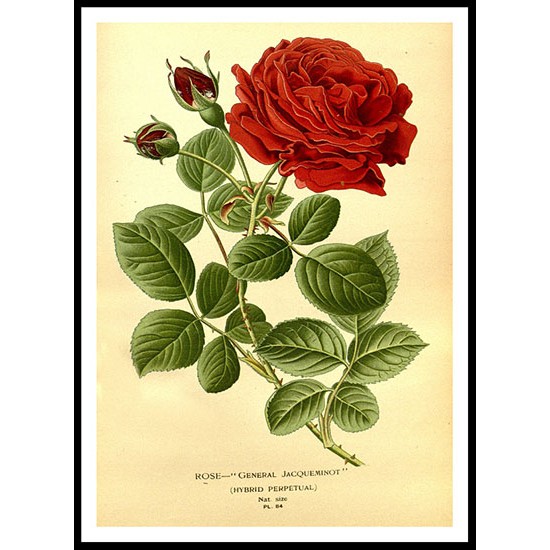 Vintage Flower - 96, A New Print Of a Vintage Flower Poster