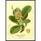 Vintage Flower - 101, A New Print Of a Vintage Flower Poster