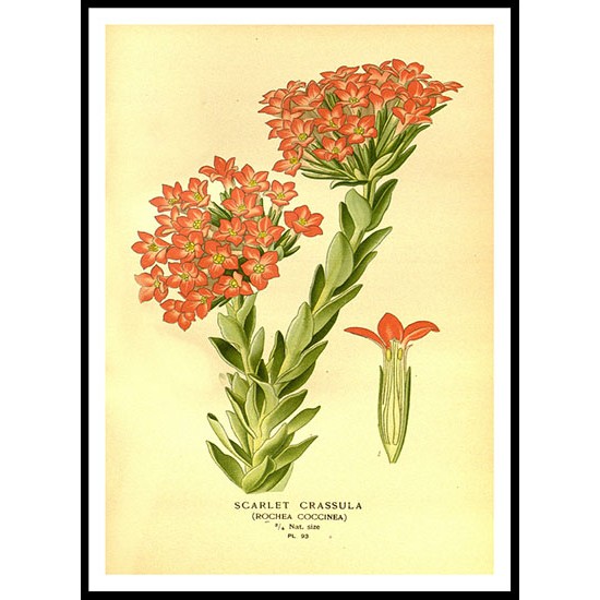 Vintage Flower - 105, A New Print Of a Vintage Flower Poster