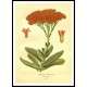 Vintage Flower - 106, A New Print Of a Vintage Flower Poster