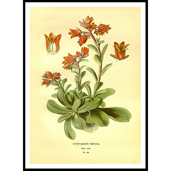 Vintage Flower - 107, A New Print Of a Vintage Flower Poster